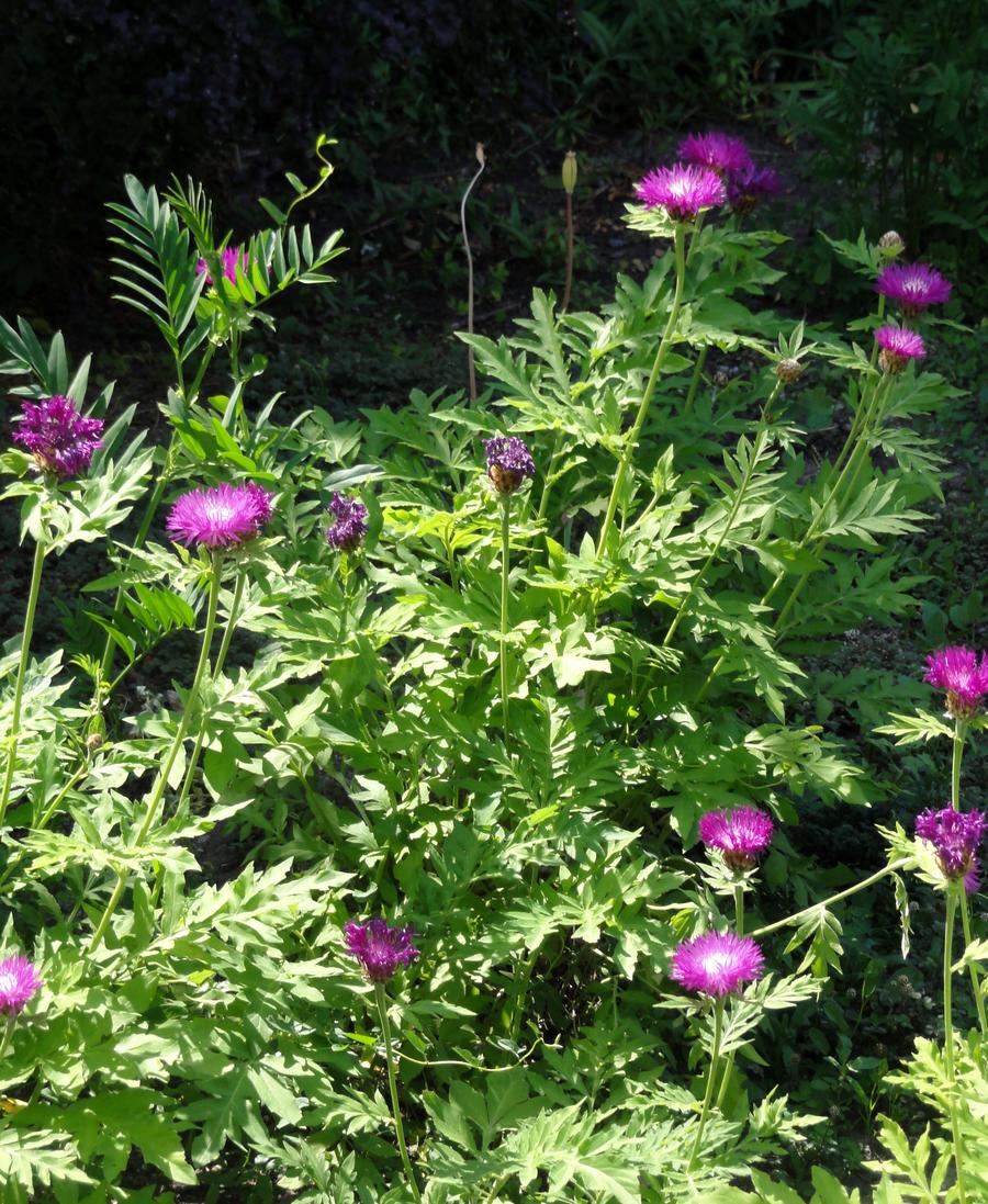 Centaurea dealbata